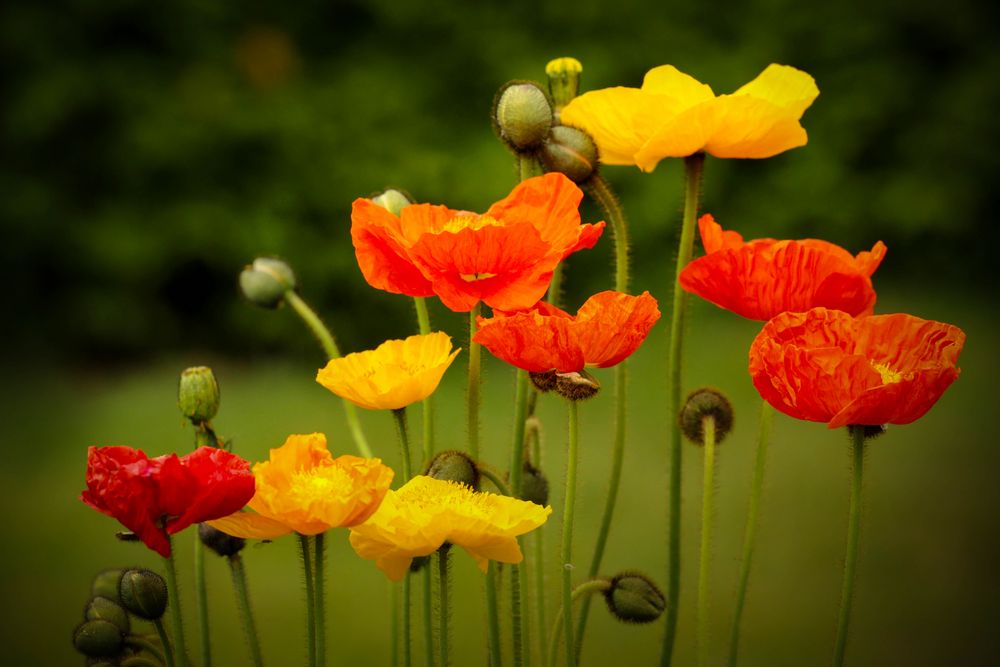 Gartenmohn