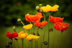 Gartenmohn