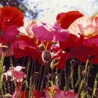 Gartenmohn