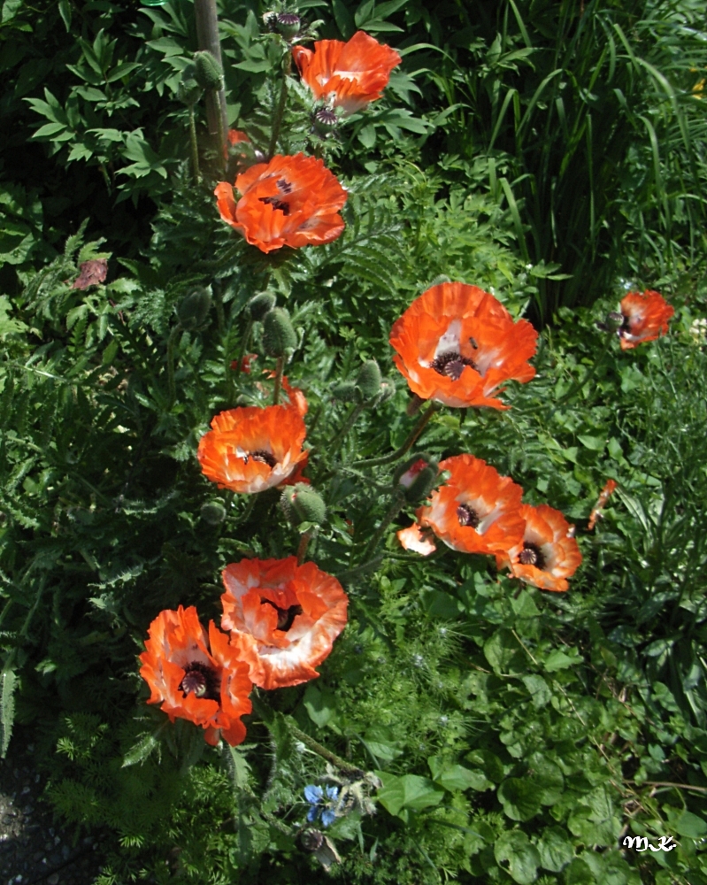 Gartenmohn