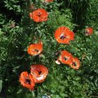 Gartenmohn