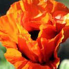 Gartenmohn