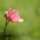 Gartenmohn im Gegenlicht