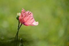 Gartenmohn im Gegenlicht