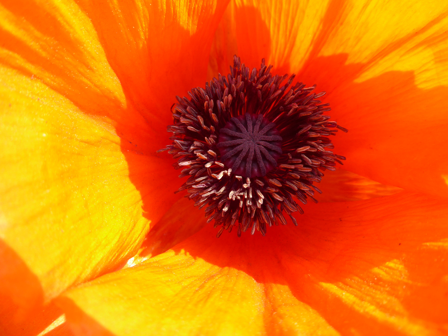 Gartenmohn im Sonnenlicht