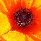 Gartenmohn im Sonnenlicht