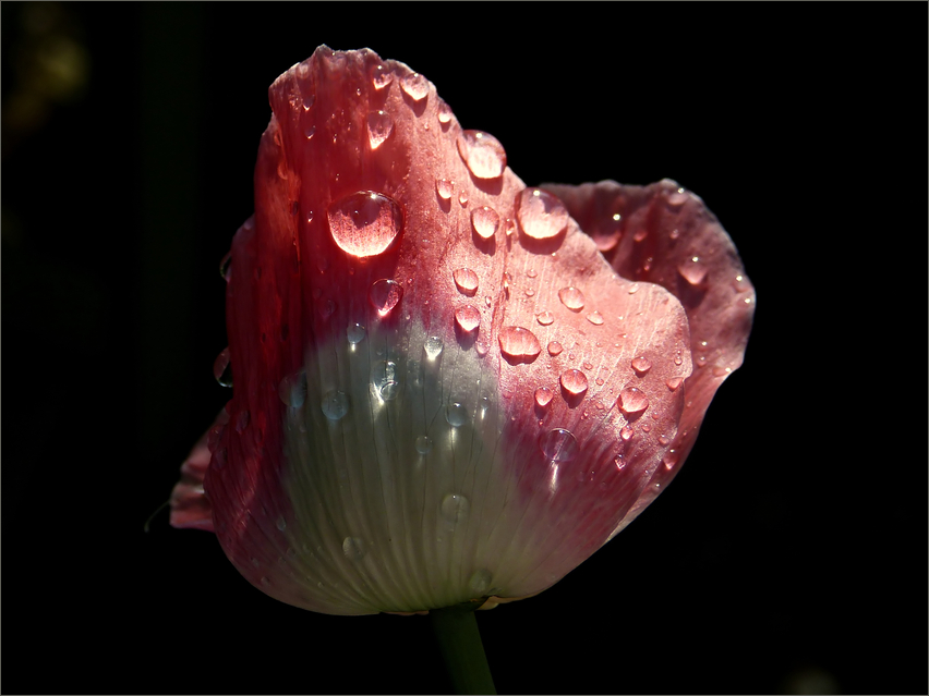 Gartenmohn nach dem Regen