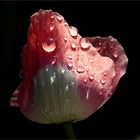 Gartenmohn nach dem Regen