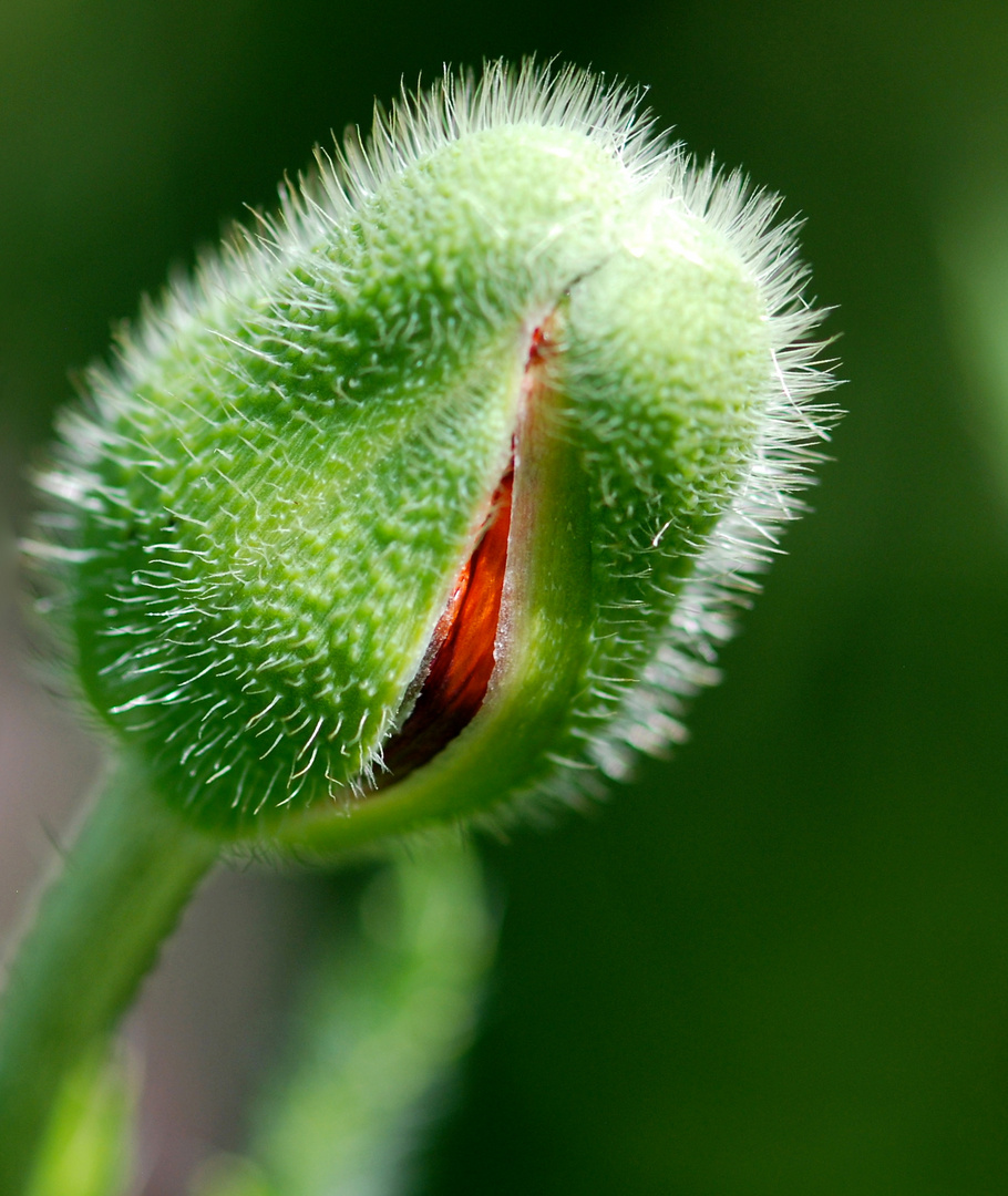 Gartenmohn vor dem Aufblühen