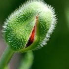 Gartenmohn vor dem Aufblühen