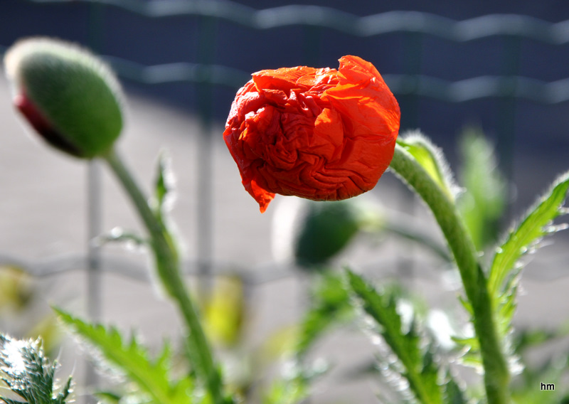 Gartenmohnknospe (Papaver orientale)