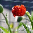 Gartenmohnknospe (Papaver orientale)