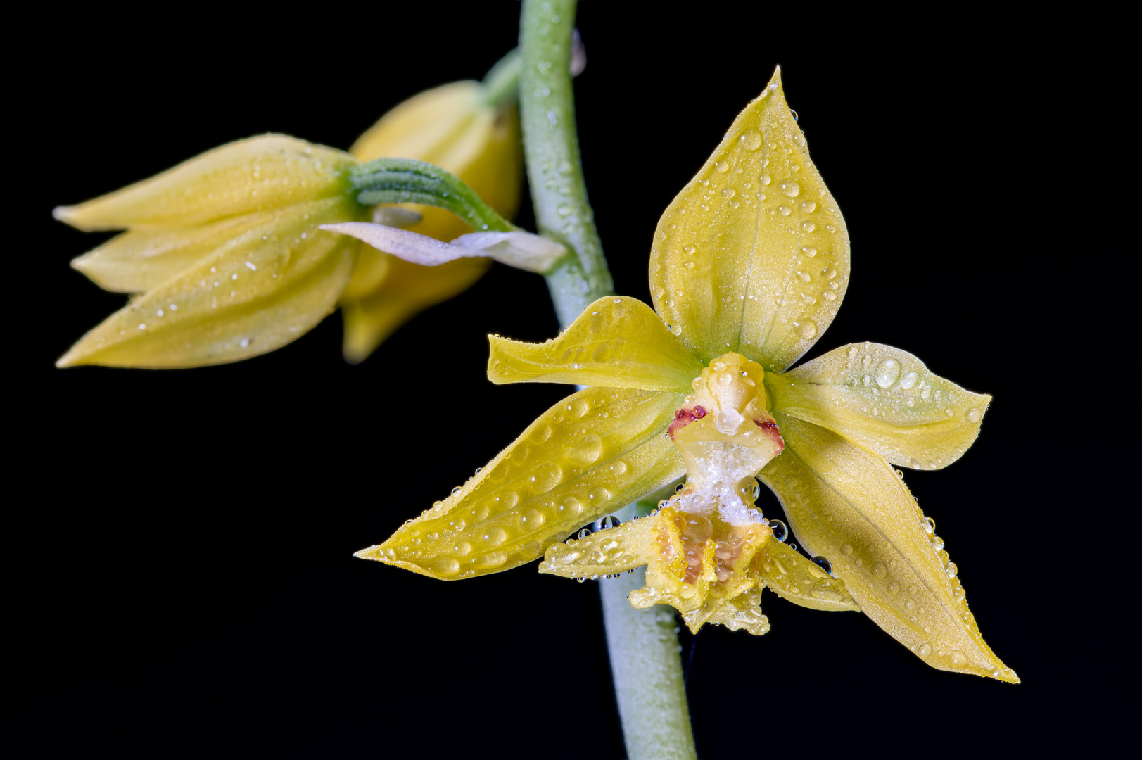 gartenorchidee