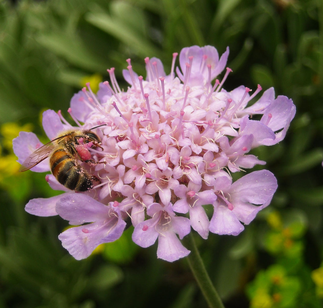 Gartenparadies