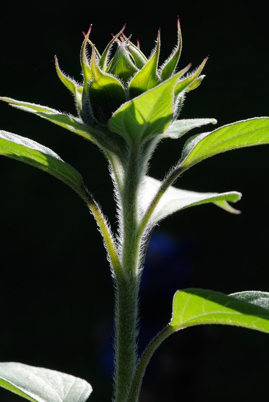 Gartenpflänzchen