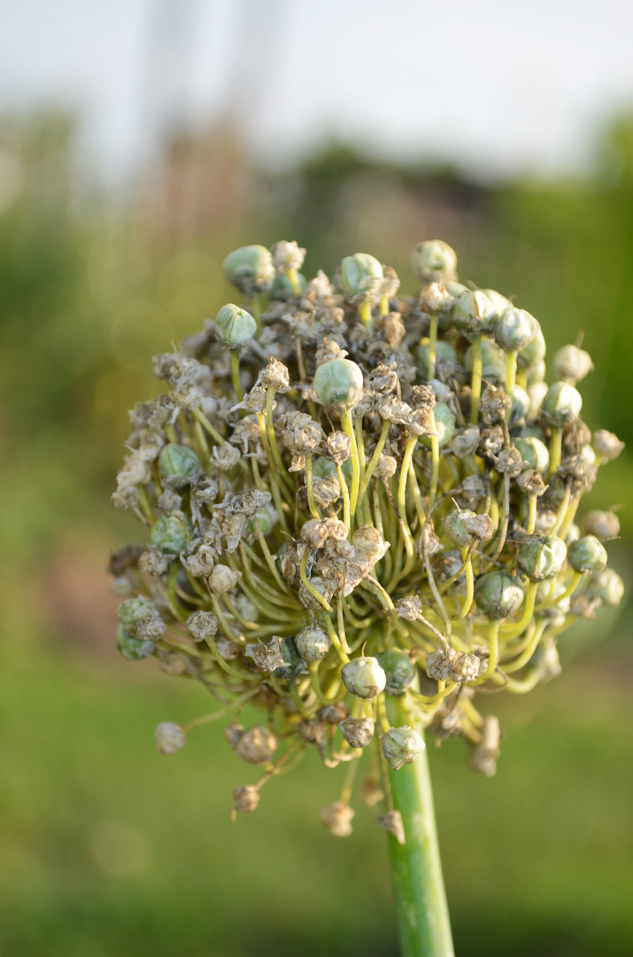 Gartenpflanze