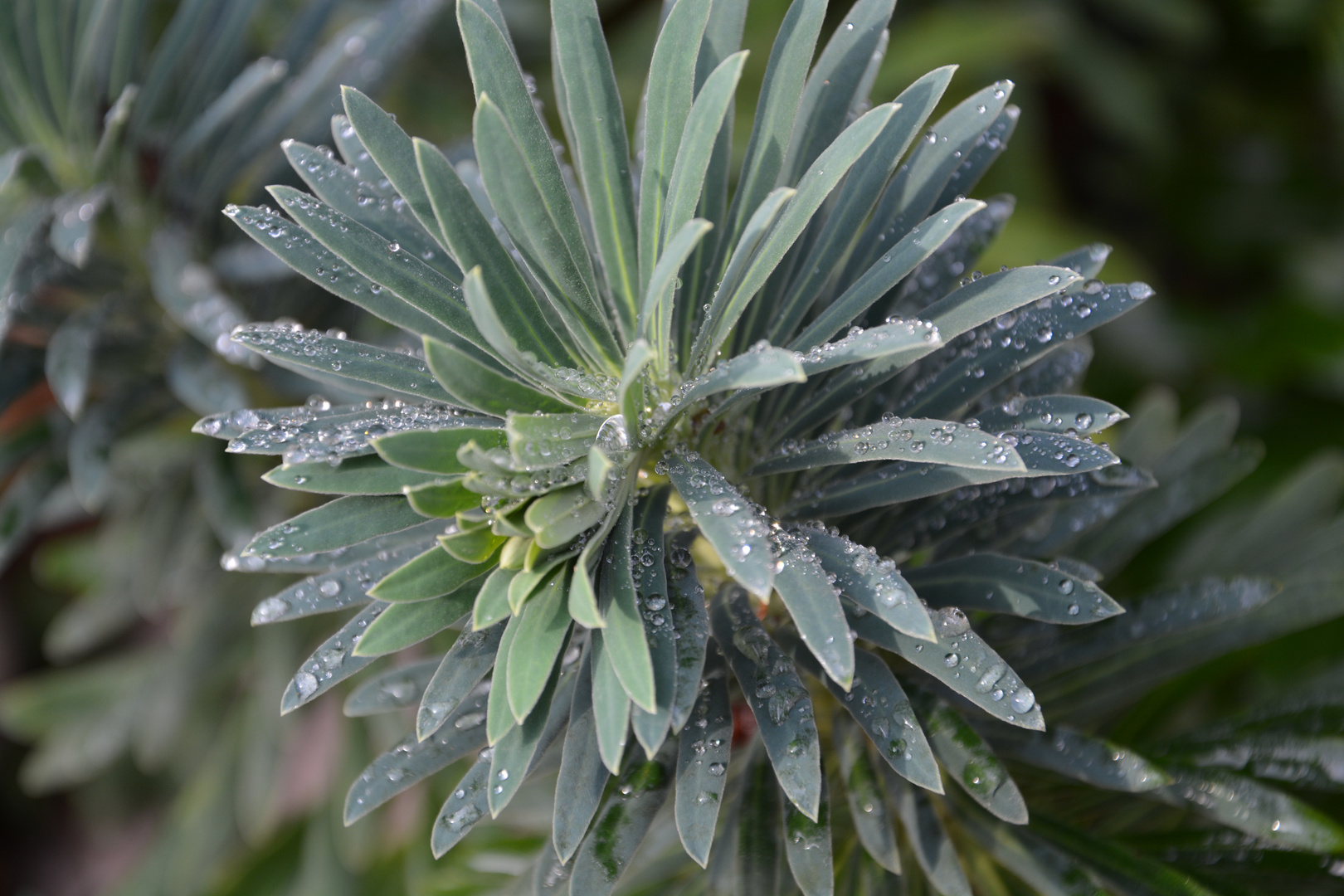 Gartenpflanze mit Tau