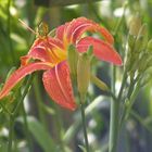 Gartenpflanze...mit wasserperlen...