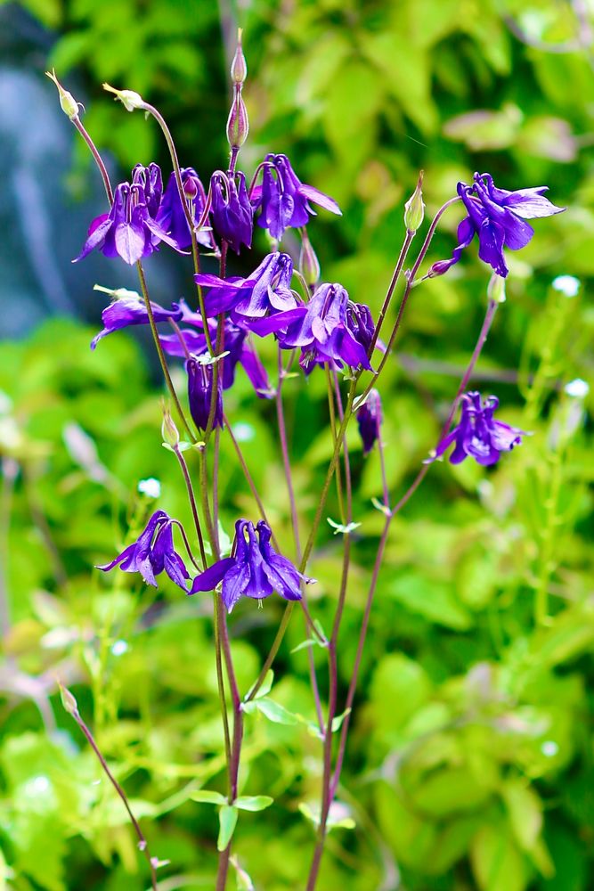 Gartenpflanzen machen glücklich