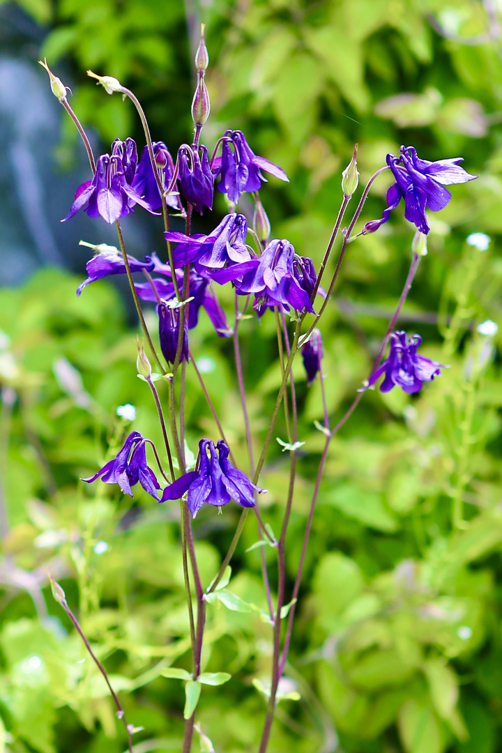 Gartenpflanzen machen glücklich