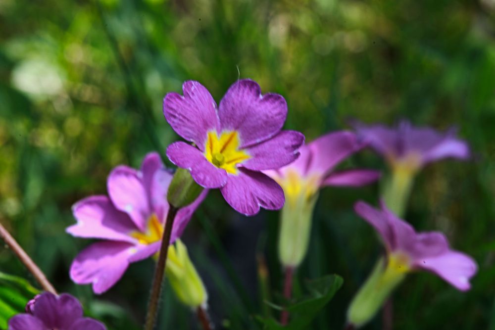 Gartenprimel