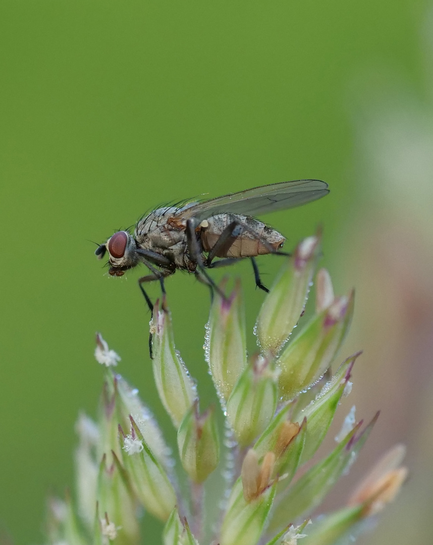 Gartenraubfliege