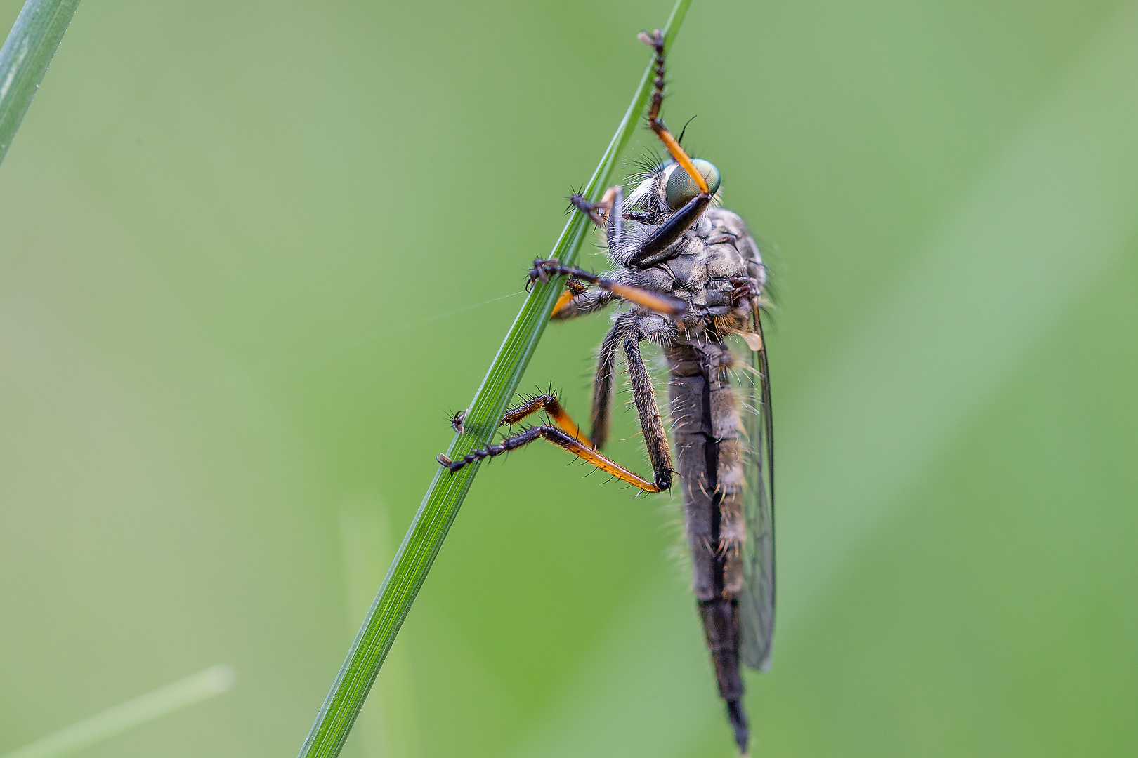 Gartenraubfliege