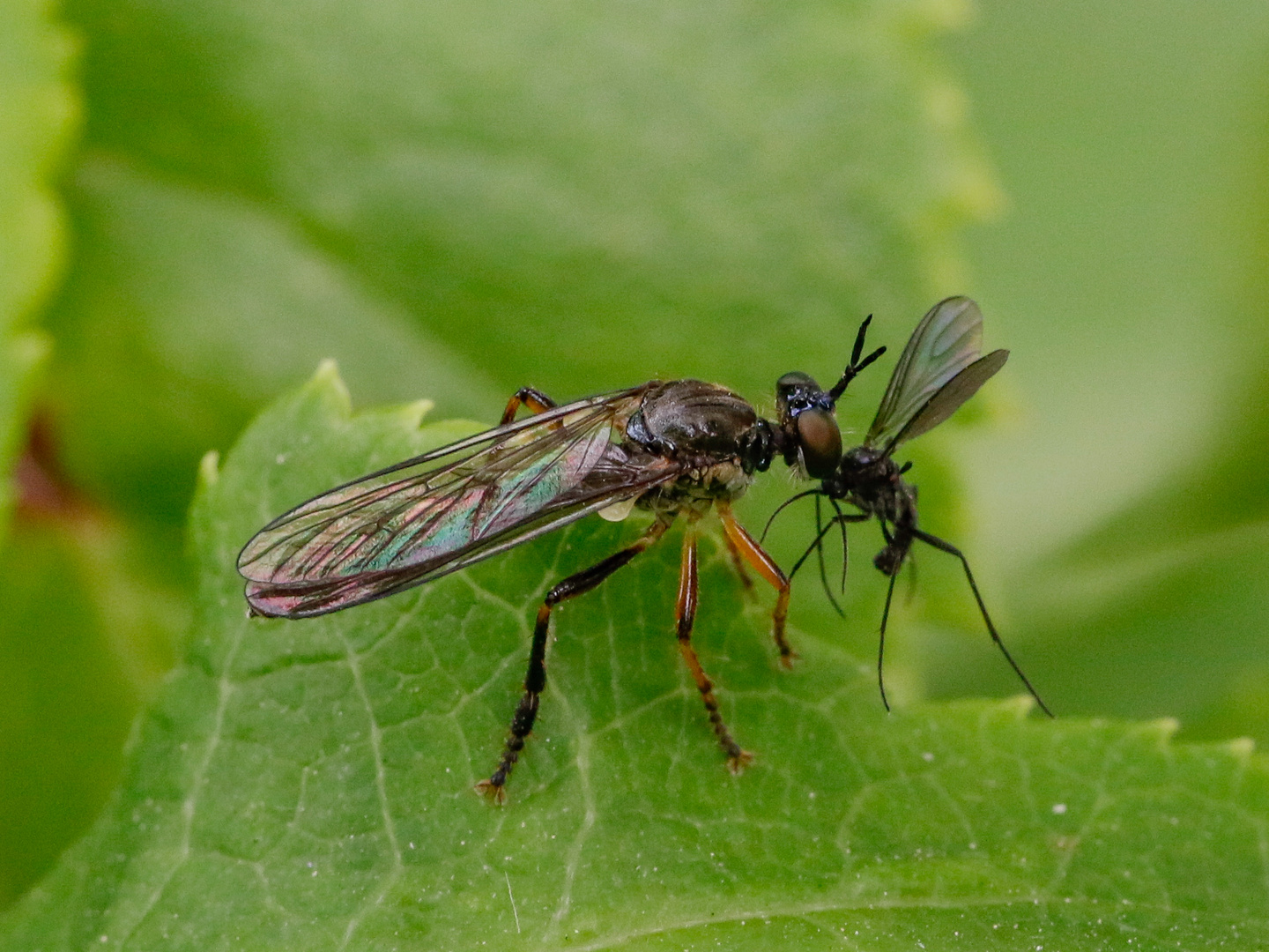 Gartenraubfliege mit Beute