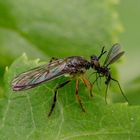 Gartenraubfliege mit Beute