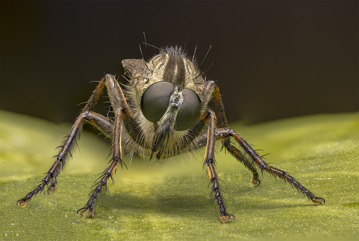 Gartenraubfliege (Neomochtherus geniculatus)