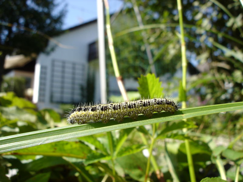 Gartenraupe