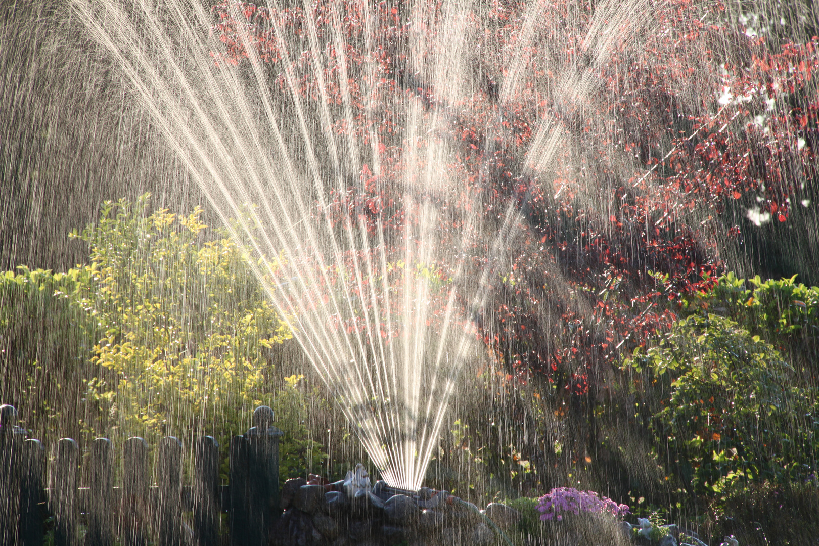 Gartenregner im Gegenlicht