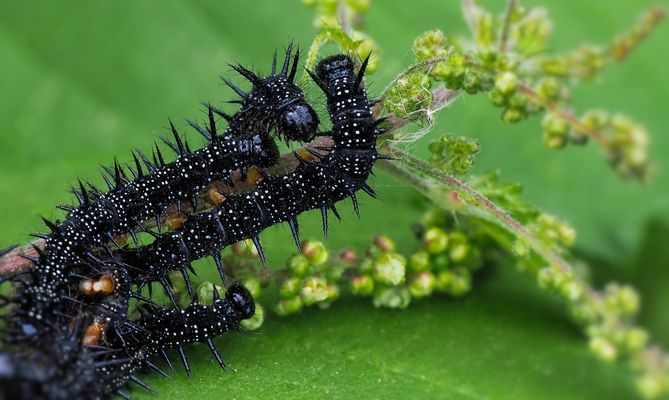 "GARTENROCKER AUF SECHS BEINEN: DIE RAUPENBANDE IM BRENNNESSELFIEBER!"