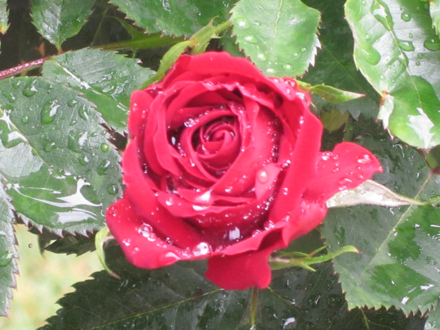 .. Gartenröschen nach dem Gewitter ..