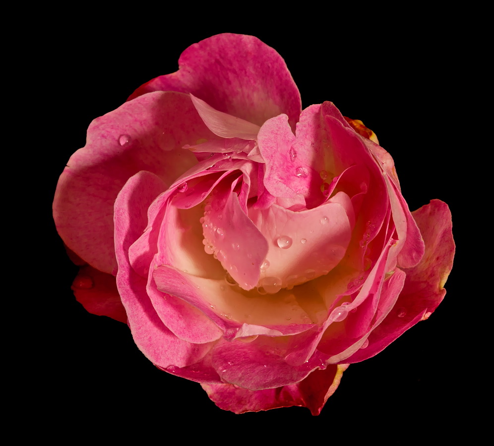 Gartenrose