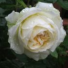 Gartenrose 1