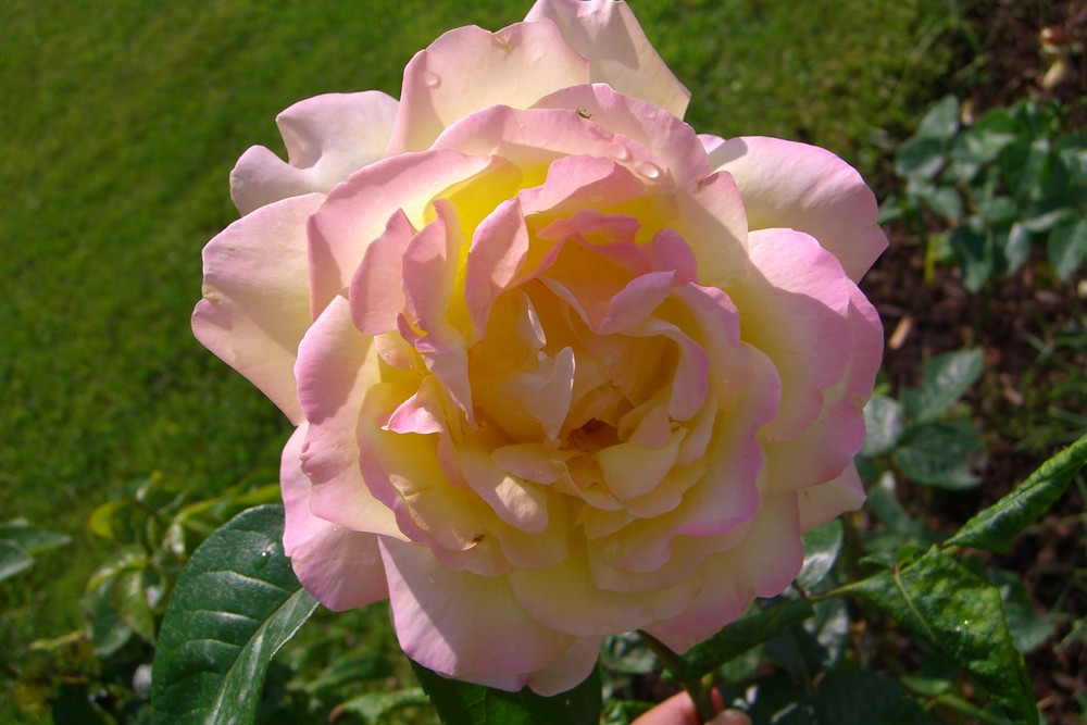 Gartenrose