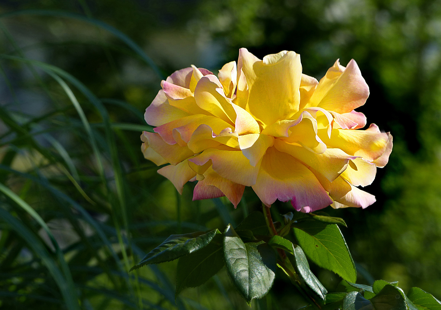 Gartenrose