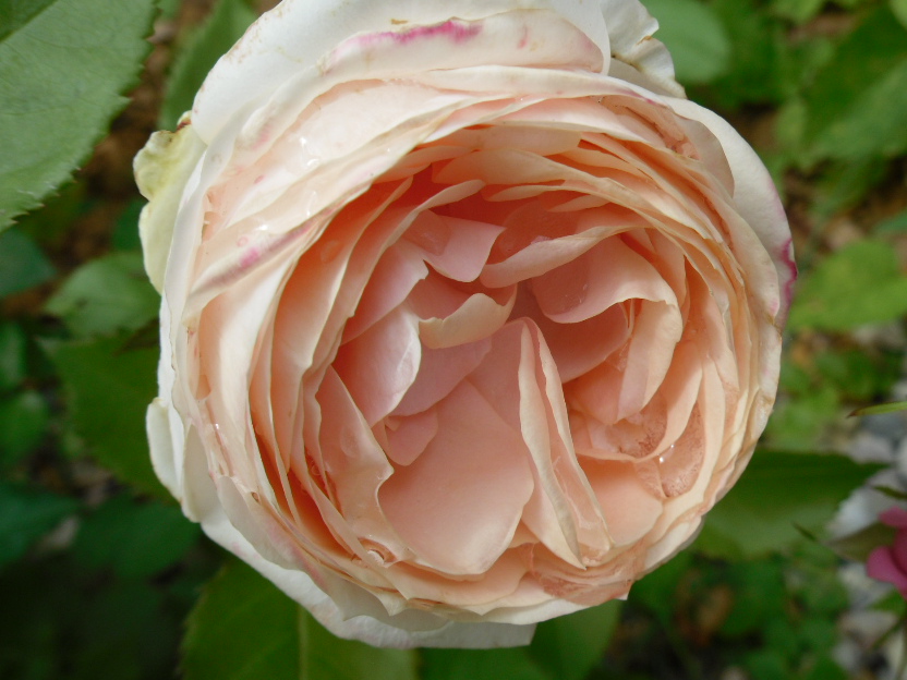 Gartenrose