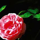 Gartenrose