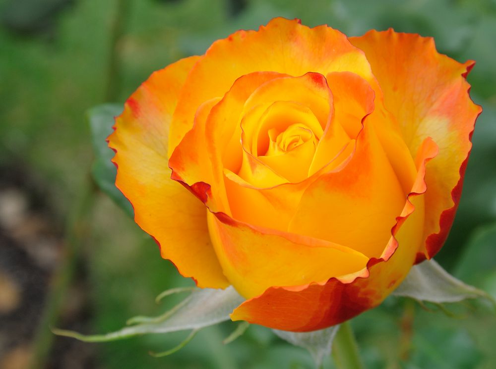 Gartenrose Foto & Bild | pflanzen, pilze & flechten, blüten