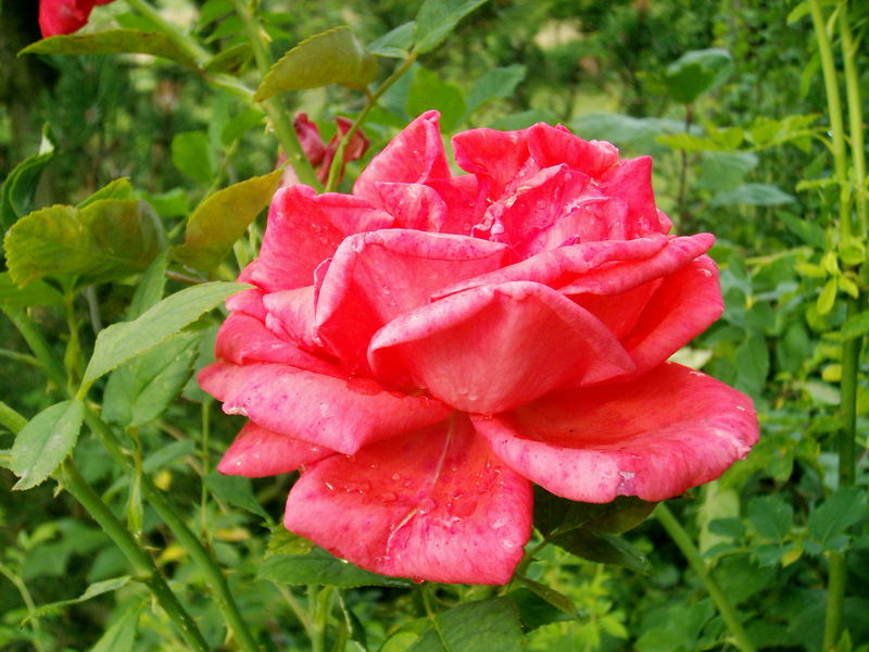 Gartenrose