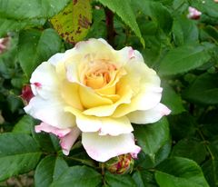 Gartenrose