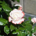 Gartenrose