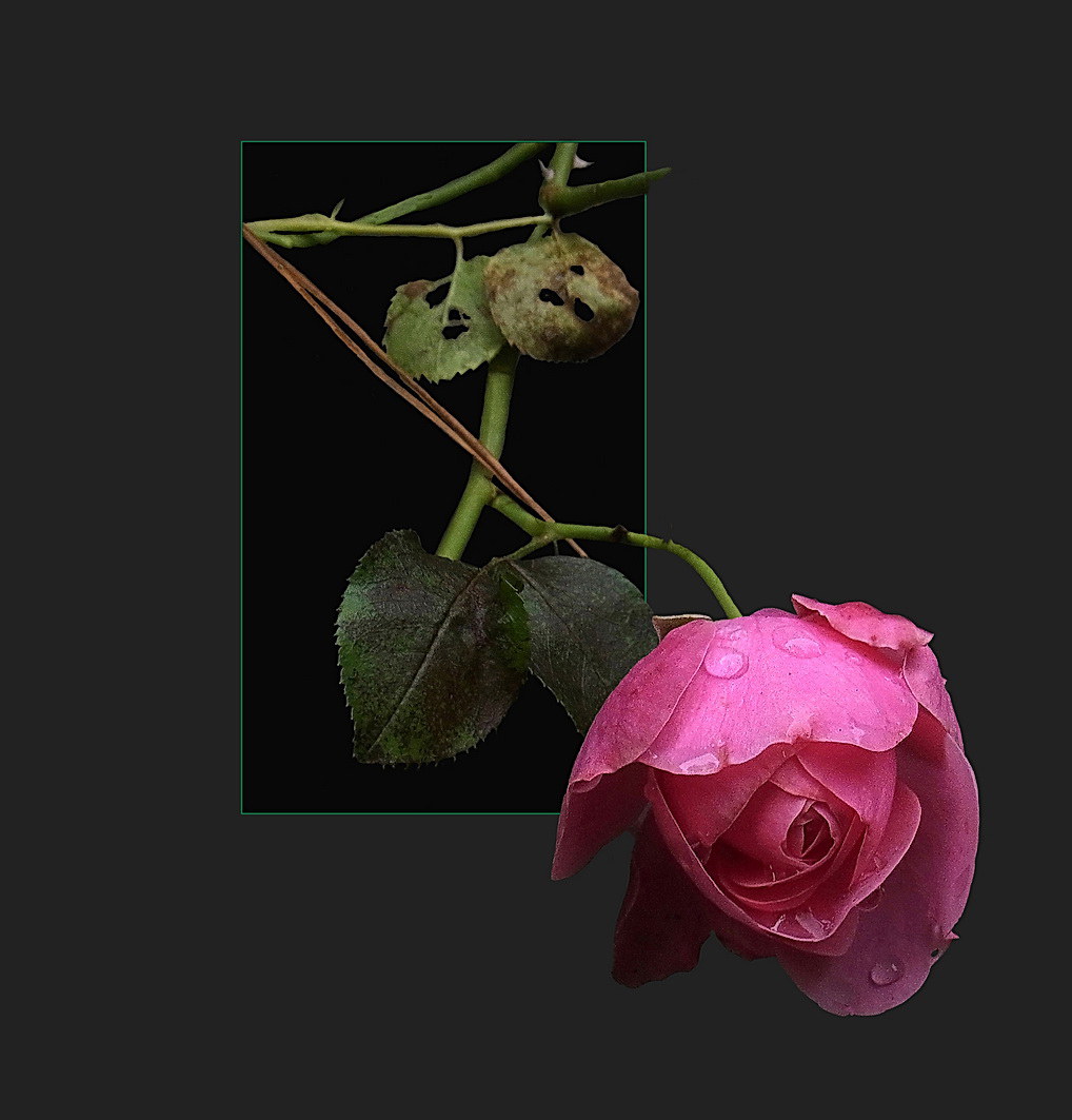 Gartenrose 