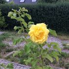 Gartenrose