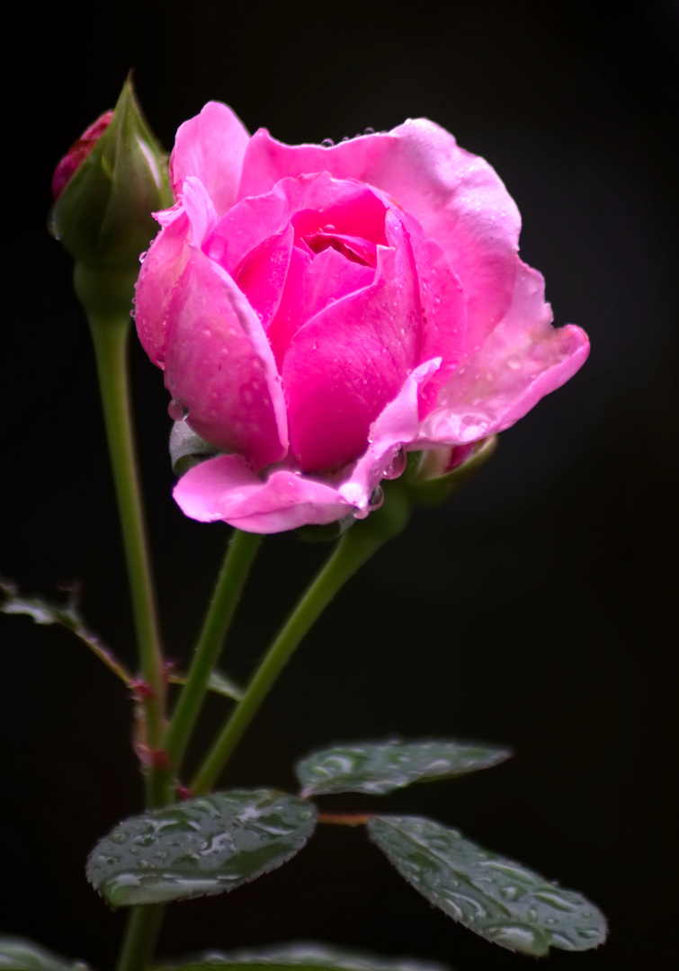 Gartenrose im Regen