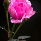 Gartenrose im Regen