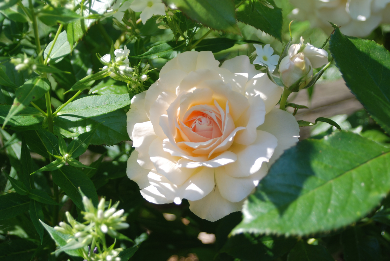 Gartenrose in Licht und Schatten