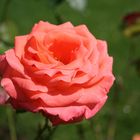 Gartenrose2